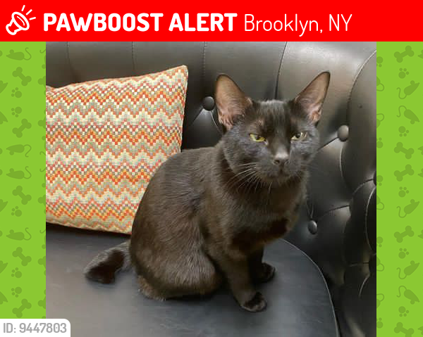 Lost Female Cat last seen Brighton 3-5, Brooklyn, NY 11235