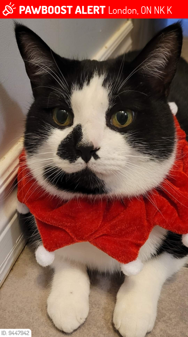 London, ON Lost Female Cat, Misty Is Missing | PawBoost