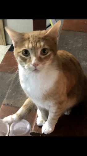 Lost Male Cat last seen Baltimore county west port, Baltimore, MD 21230