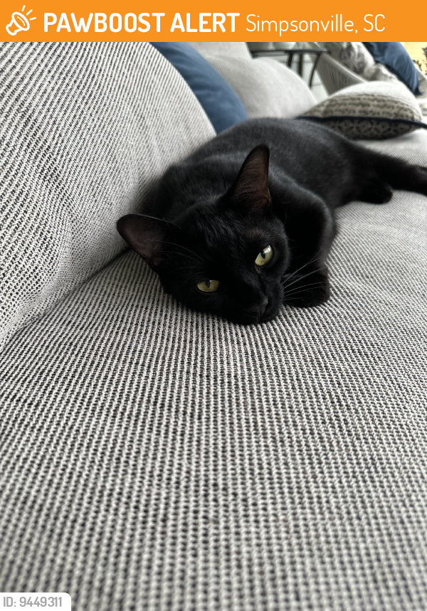 Simpsonville, SC Stray Male Cat Found Near Bells crossing elementary