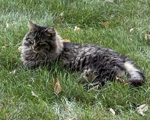 Lost Female Cat last seen Kirk Rd & Wind Energy Pass , Batavia, IL 60510