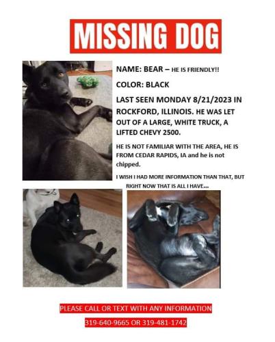 Lost Male Dog last seen Rockford, Rockford, IL 61103