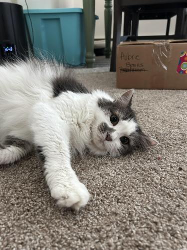 Lost Female Cat last seen Brush between La Quinta Hotel and City Hills Church, Knoxville, TN 37909