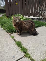 Lost Female Cat last seen Metropolitan Parkway and Northpoint Boulevard , Harrison Township, MI 48045