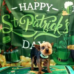 Lost Male Dog last seen Copia St, El Paso, TX 79905