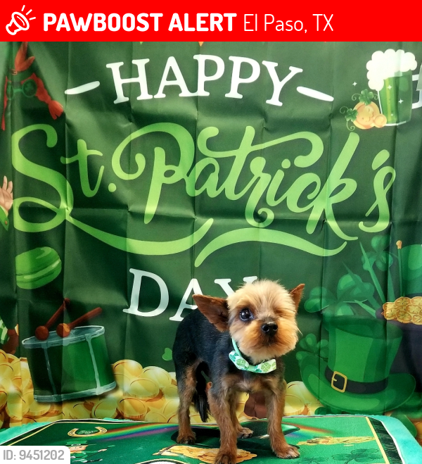 Lost Male Dog last seen Copia St, El Paso, TX 79905