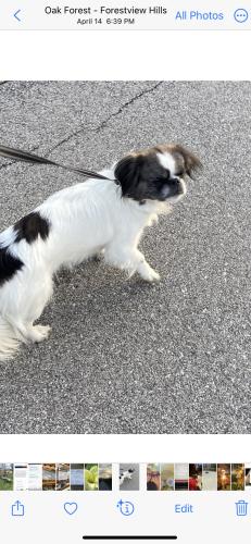 Lost Female Dog last seen Near street and Oak park ave , Tinley Park, IL 60452
