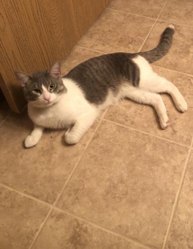 Lost Male Cat last seen Lincoln Ave, Milwaukee, WI 53215