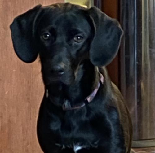 Lost Female Dog last seen Sunset Dr, Genesee, WI 53127