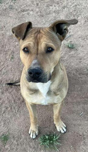 Lost Male Dog last seen Anthony Drive & Sandario Road, Picture Rocks, AZ 85743