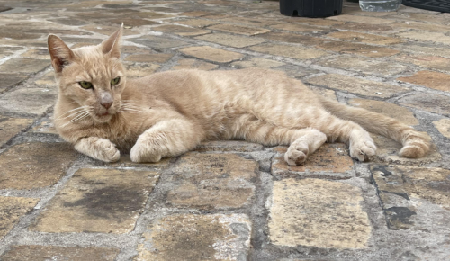 Lost Male Cat last seen Near Martin Lawrence Galleries/ Ululani's Shave Ice in the Lahaina marketplace , Lahaina, HI 96761