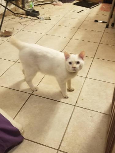 Lost Male Cat last seen Bluebonnet chase bank, Baton Rouge, LA 70810