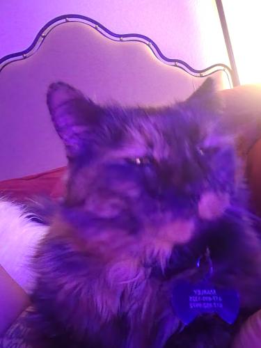 Lost Female Cat last seen Sentry Dr, Fountain, CO 80817