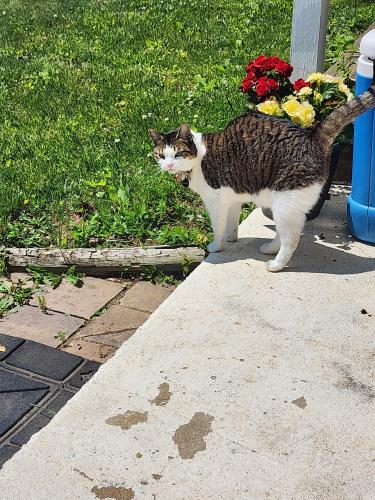 Lost Female Cat last seen Mapledale Ave & Montclair , Dale City, VA 22193