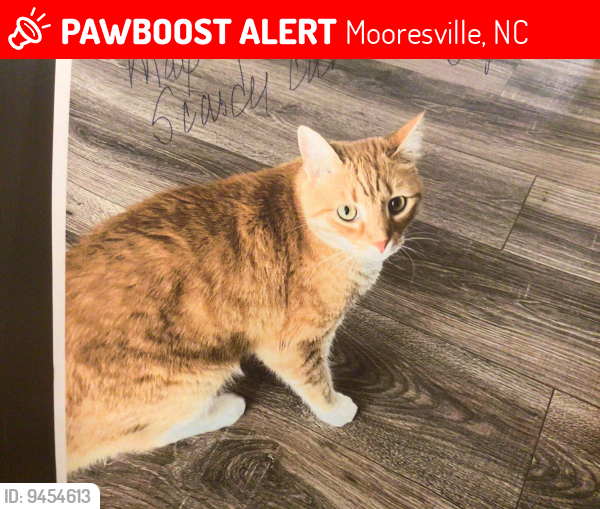 Lost Male Cat last seen Wren Hill Drive, Mooresville, NC 28115