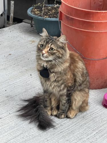 Lost Female Cat last seen Blanca Ln, Watsonville, CA 95076