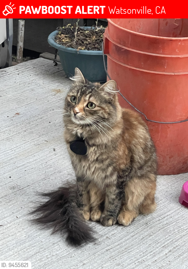 Lost Female Cat last seen Blanca Ln, Watsonville, CA 95076