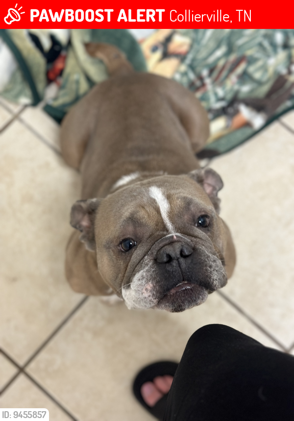 Lost Female Dog last seen Hwy 72- Napa in Collierville, Collierville, TN 38017