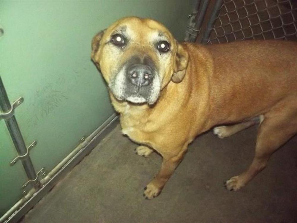 Shelter Stray Male Dog last seen Near BLOCK CONIFER CT, BODFISH CA 93205, Lake Isabella, CA 93240