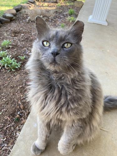 Lost Male Cat last seen Temple Acres Subdivision , Knoxville, TN 37938