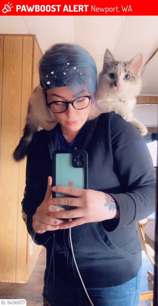 Lost Male Cat last seen S shore diamond lake rd & coyote trail, Newport, WA 99156