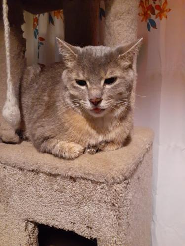 Lost Male Cat last seen Gatehouse Village. Charity & Cottage, Colorado Springs, CO 80920