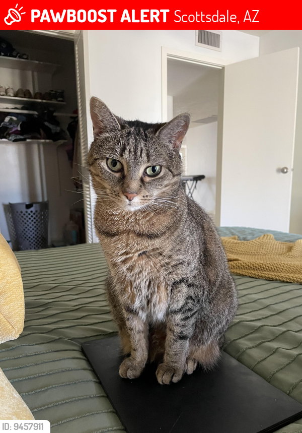 Scottsdale Az Lost Female Cat Arya Is Missing Pawboost