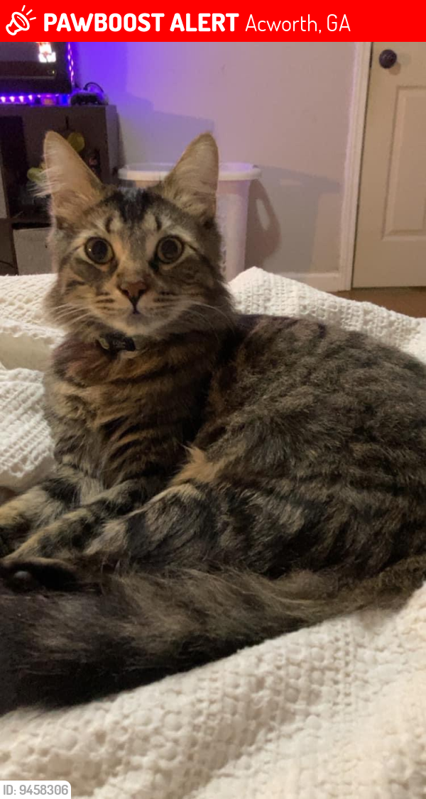 Lost Male Cat last seen Mars hill rd , Acworth, GA 30101