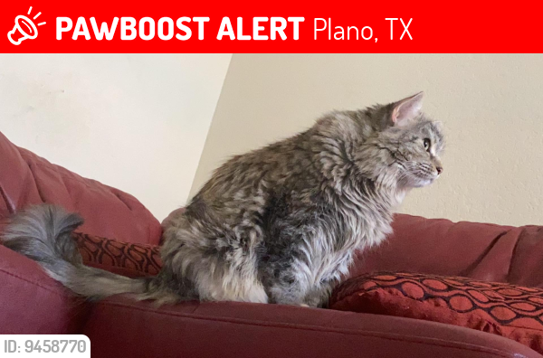 Lost Female Cat last seen Coit and Hedgecox, Plano, TX 75024
