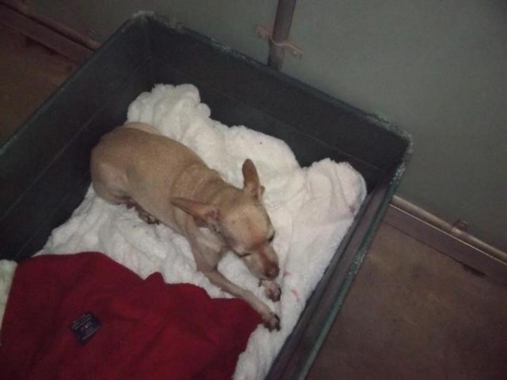 Shelter Stray Female Dog last seen LUPINE/WEBB, Lake Isabella, CA 93240