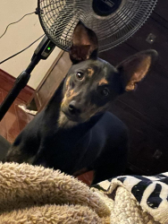 Lost Female Dog last seen Booneslick, hwy 47, Warrenton, MO 63383