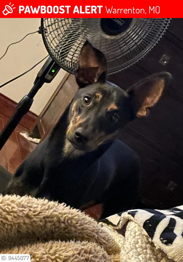 Lost Female Dog last seen Booneslick, hwy 47, Warrenton, MO 63383