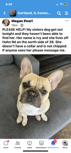 Lost Female Dog last seen Rt.38 and Hahn Rd, Cortland Township, IL 60112