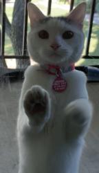 Lost Female Cat last seen Midway and Spring Valley, Farmers Branch, TX 75244