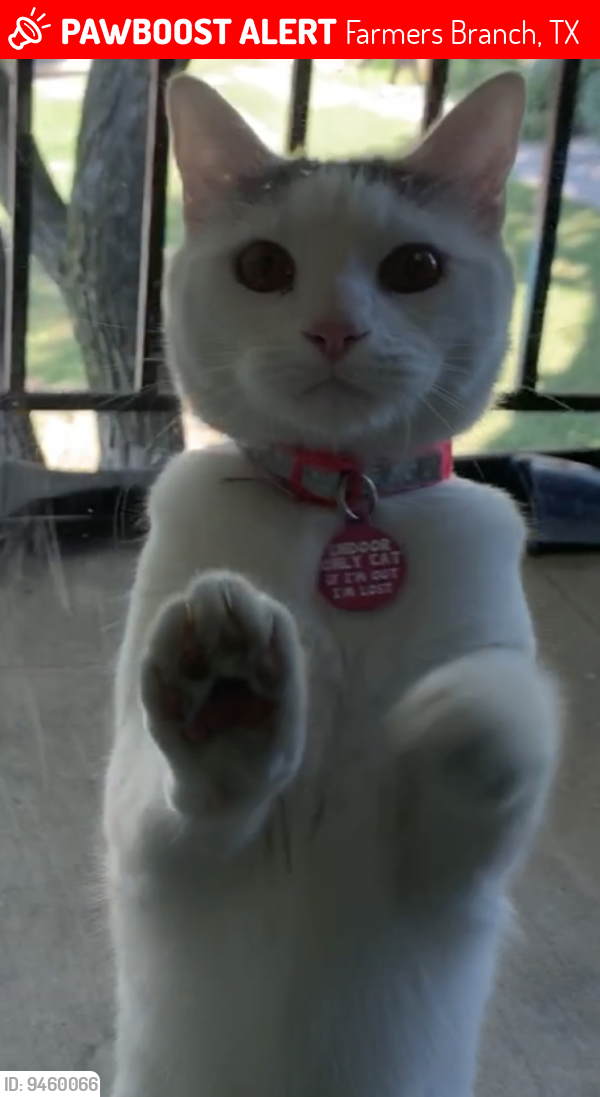 Lost Female Cat last seen Midway and Spring Valley, Farmers Branch, TX 75244