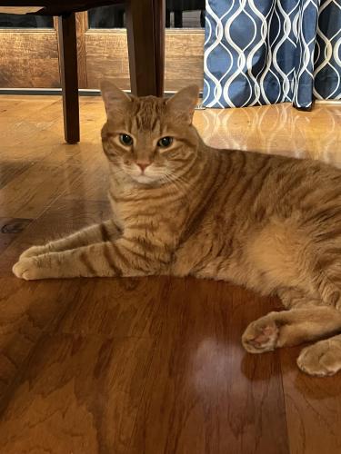 Lost Male Cat last seen Maplewood Ave. and South Jefferson St. , Mount Vernon, OH 43050
