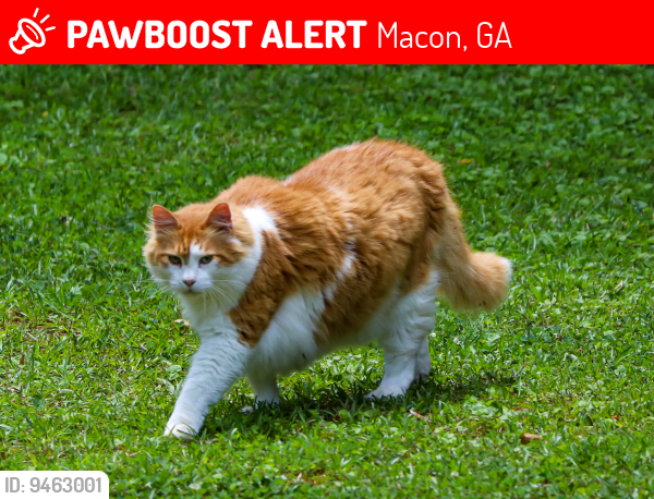 Lost Male Cat last seen Rivoli Drive, St. Croix, Wera Place, Bass Road, Macon, GA 31210