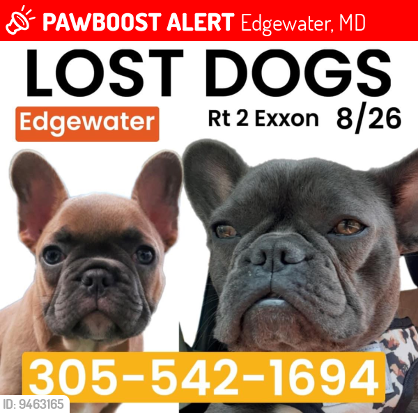 Lost Male Dog last seen Eon at Mitchell’s Chance Road and Route 2 , Edgewater, MD 21037