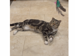 Lost Male Cat last seen County Line Road - Cambridge @ Heritage Plantation Subdivision, Madison, AL 35756