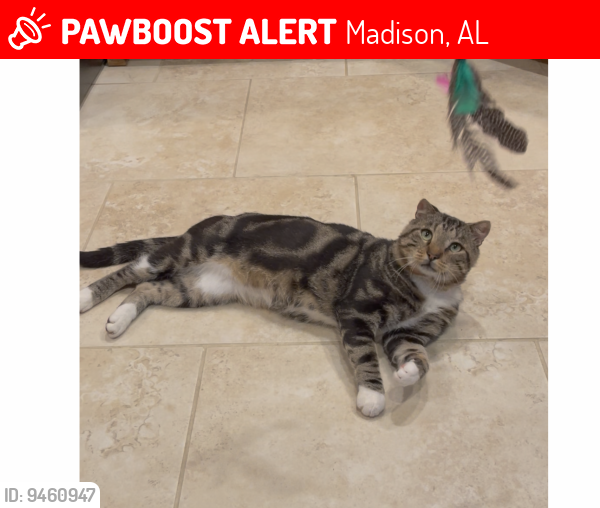 Lost Male Cat last seen County Line Road - Cambridge @ Heritage Plantation Subdivision, Madison, AL 35756