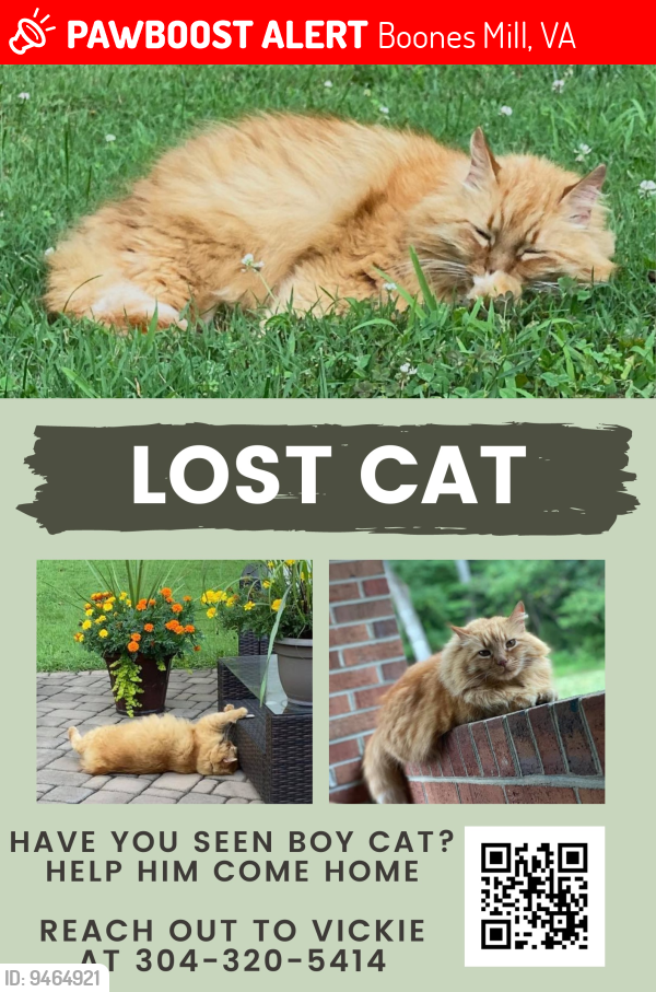 Lost Male Cat last seen Boones Mill/Shannon Forrest , Boones Mill, VA 24065