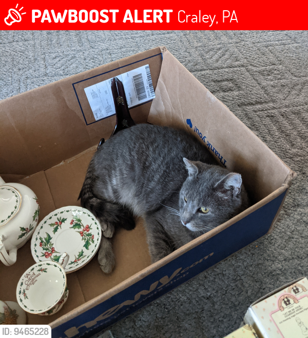 Lost Male Cat last seen Riverview Dr, Craley, PA 17368