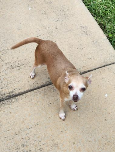 Lost Female Dog last seen Calder rd, League City, TX 77573