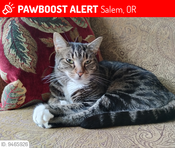 Lost Female Cat last seen State street, Salem, OR 97317