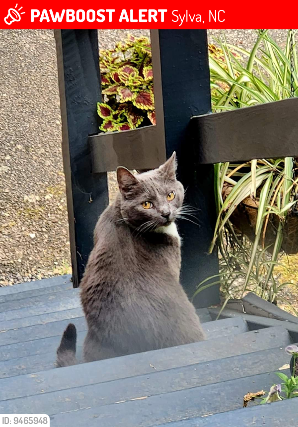 Sylva, NC Lost Female Cat, Ellie Grey Abel Is Missing PawBoost