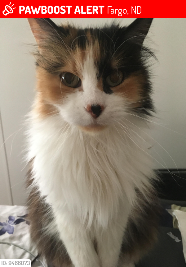 Fargo, ND Lost Female Cat, Emma Is Missing PawBoost