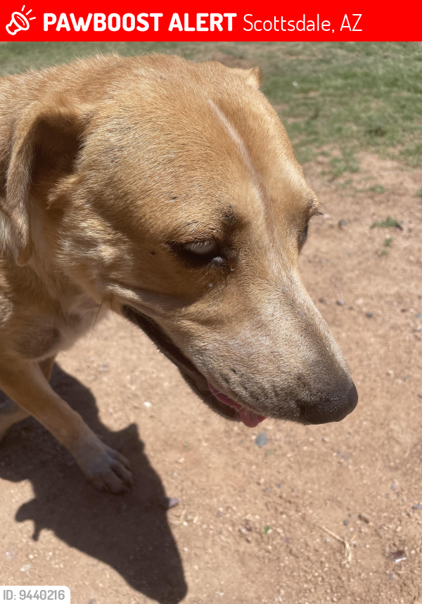 Lost Female Dog last seen McDowell and Longmore, Scottsdale, AZ 85256