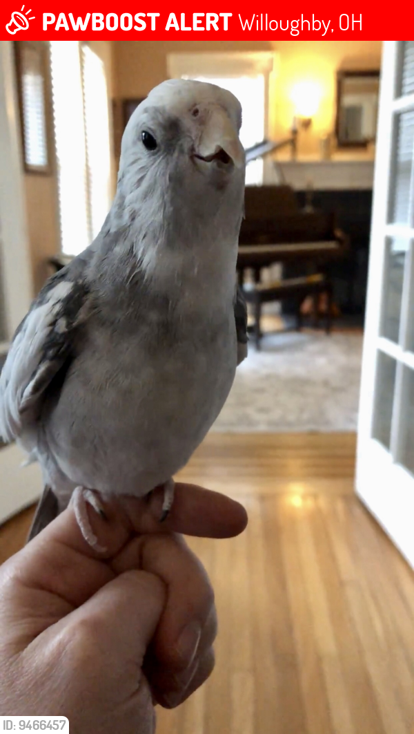 Lost Male Bird last seen Center street Willoughby , Willoughby, OH 44094