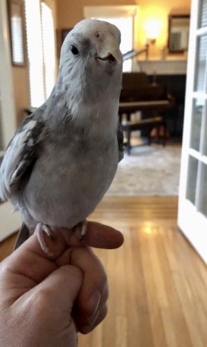 Lost Male Bird last seen Center street Willoughby , Willoughby, OH 44094