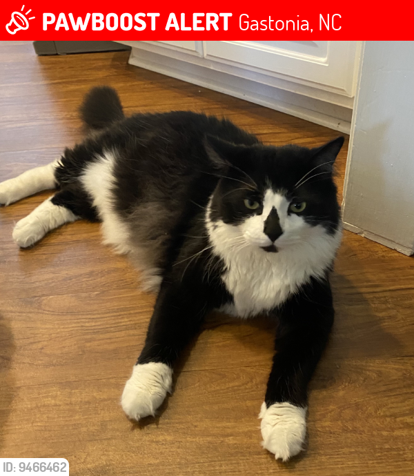 Gastonia, NC Lost Male Cat, Ambrose Is Missing PawBoost